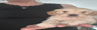 Yorkiepoo 3