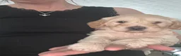 Yorkiepoo dogs for sale: Beautiful Yorkie-poo puppies  - Advert 18