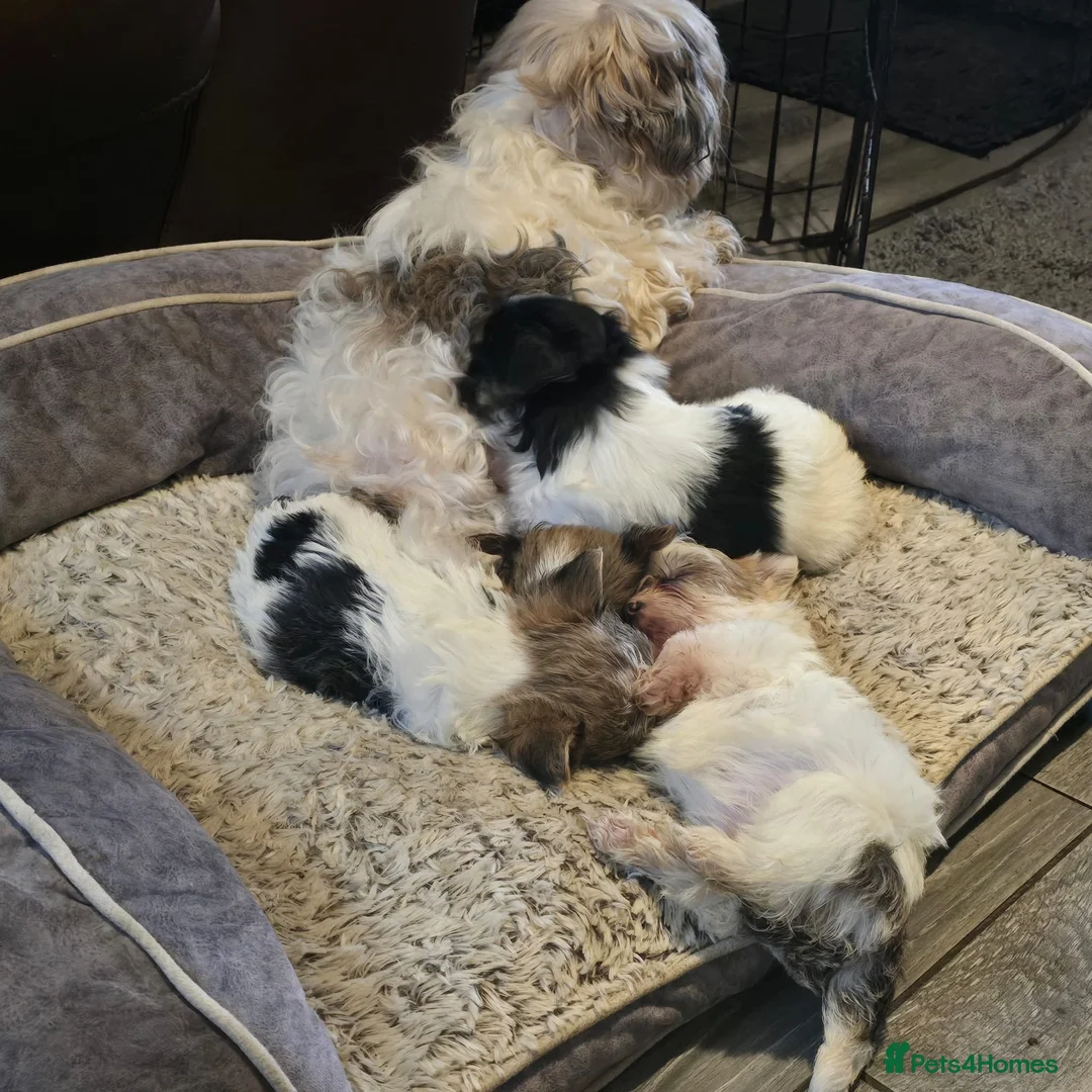 Mixed Breed dogs for sale: 5 Lhasa Apso × Yorkshire Terrier puppies for sale  - Advert 9