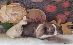 Mini Lop rabbits for sale: Beautiful mini lops - Image 1