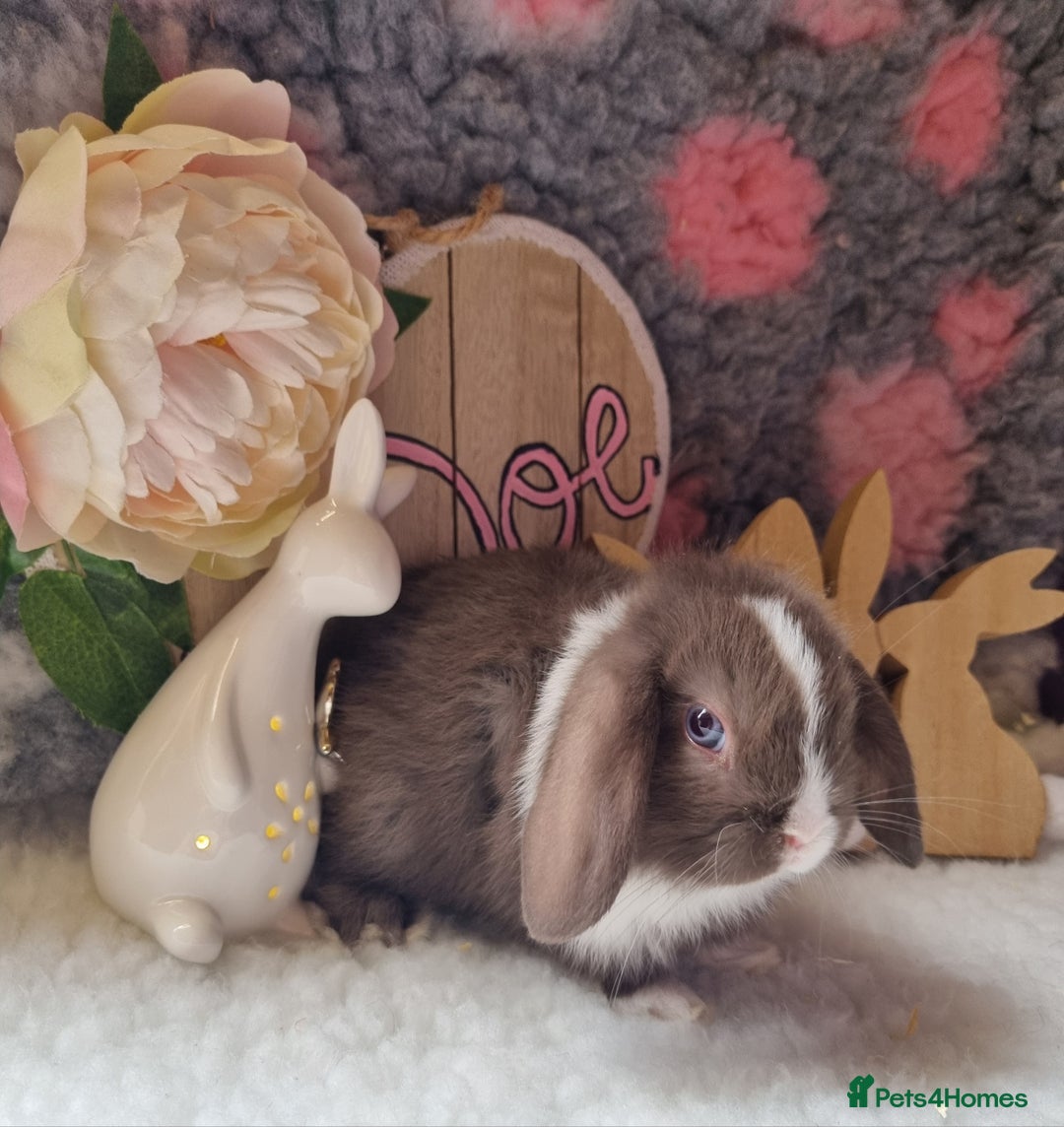 Mini Lop rabbits for sale: Beautiful mini lops - Image 1