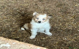 Border Collie dogs for sale: A beautiful mixed litter of border collies  - Image 5