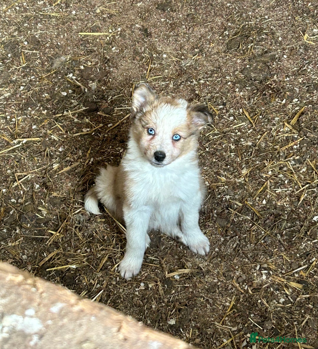 Border Collie dogs for sale: A beautiful mixed litter of border collies  - Image 5