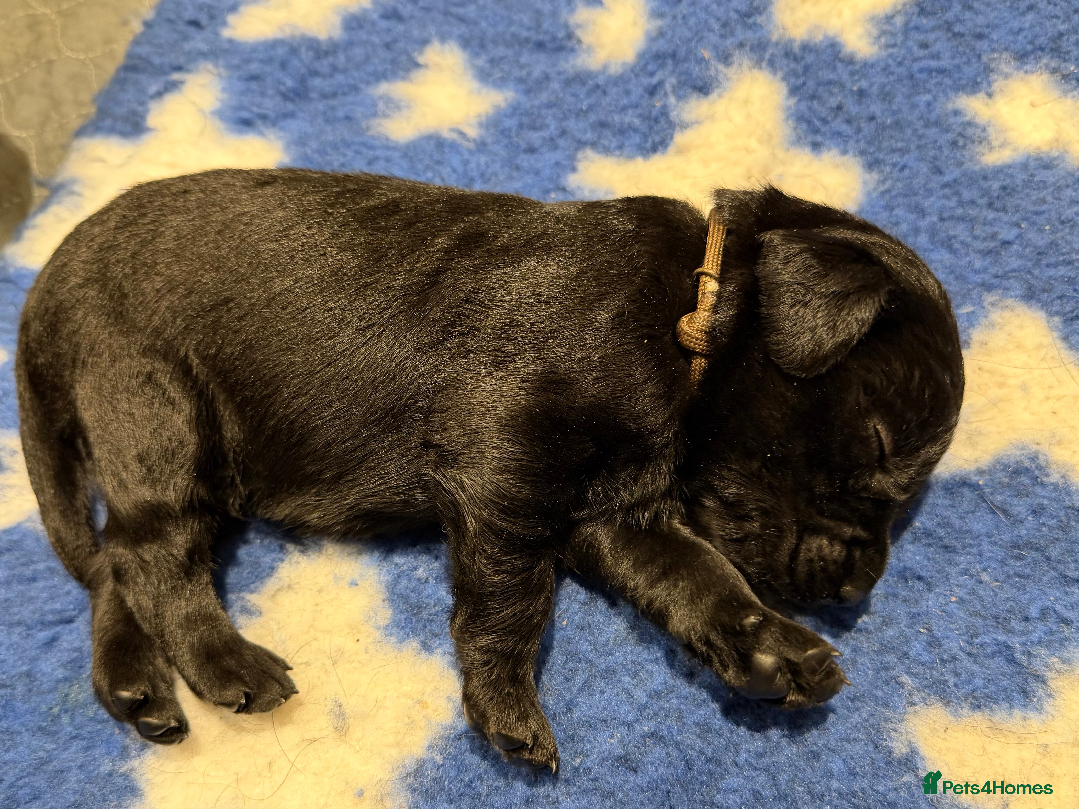 Labrador Retriever dogs 11 KC Labrador puppies - Advert 2