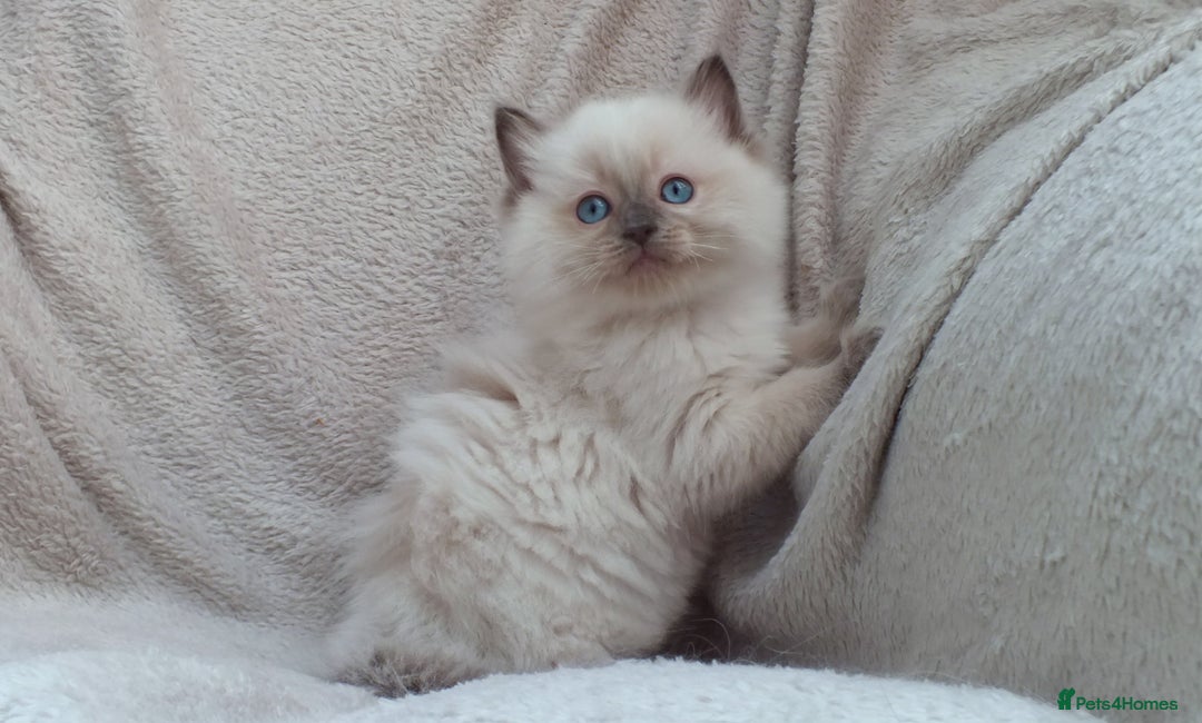 Ragdoll cats for sale: GCCF PET/ACTIVE KITTENS CHAMPION IMP BLOODLINES - Image 35