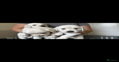 Golden Retriever dogs - Advert 3