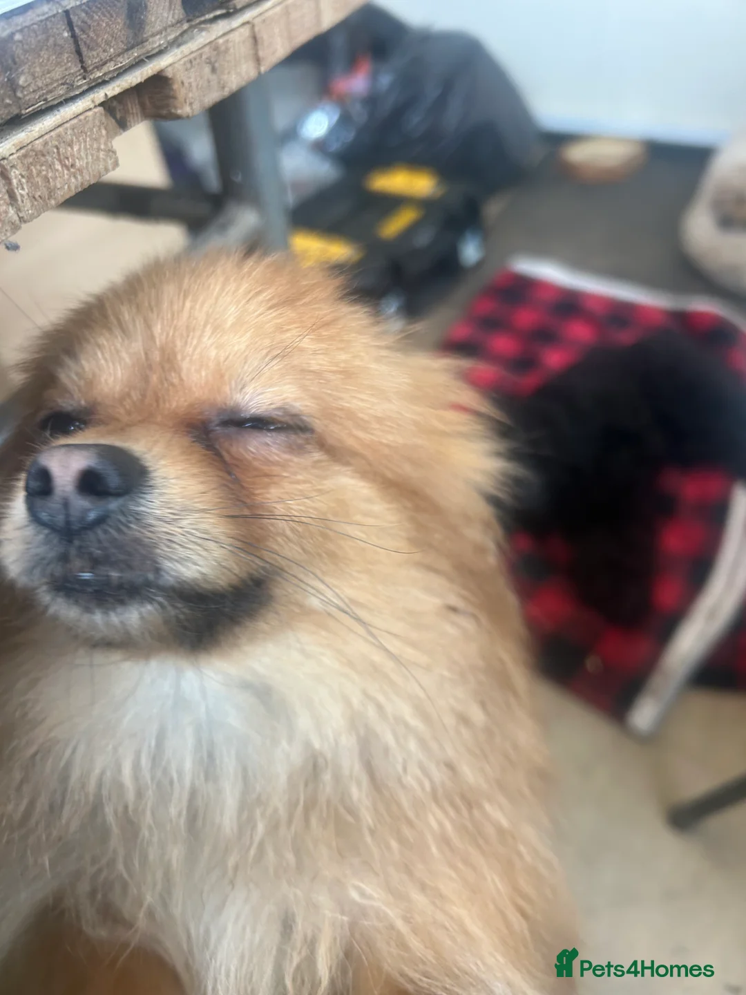 Mixed Breed dogs for sale: Gorgeous Pomeranian  - Advert 3