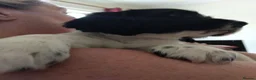 Sprocker dogs for sale: Gorgeous Sprocker Spaniel Puppies! - Advert 8
