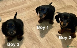 Miniature Dachshund dogs for sale: ✨ Gorgeous Miniature Dachshund Puppies ✨ - Image 5