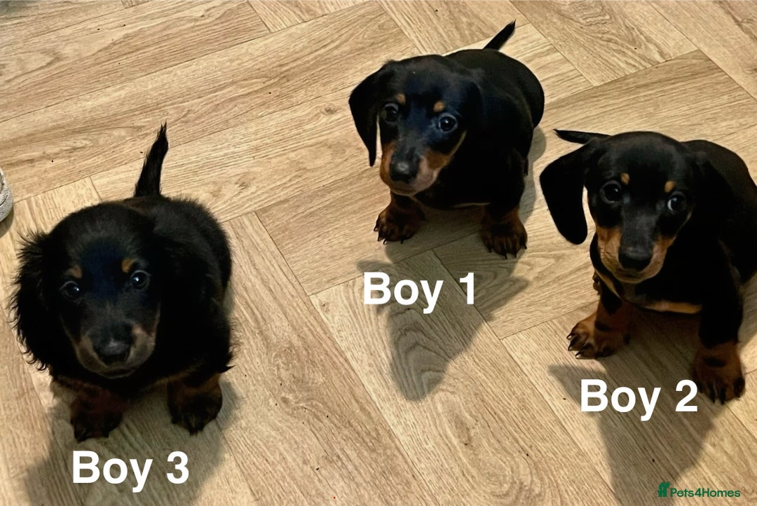 Miniature Dachshund dogs for sale: ✨ Gorgeous Miniature Dachshund Puppies ✨ - Image 5