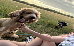 Cocker Spaniel dogs for stud: Albert the stud  - Image 2