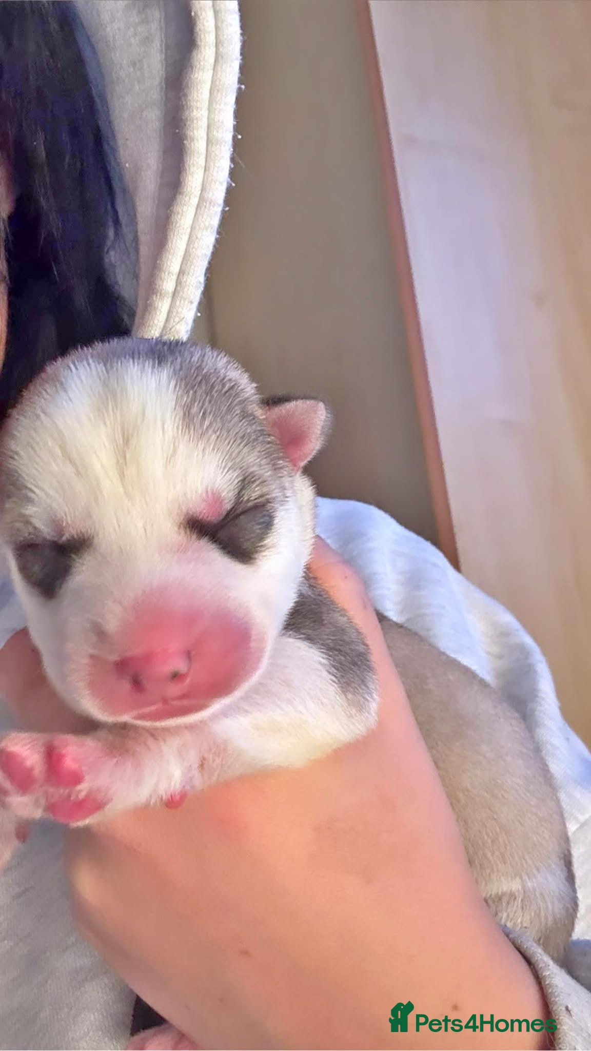 Siberian Husky dogs for sale: Husky puppies for sale  in Saltcoats - Advert 9