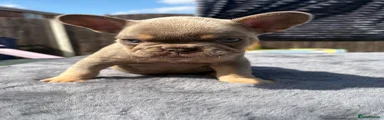French Bulldog 1
