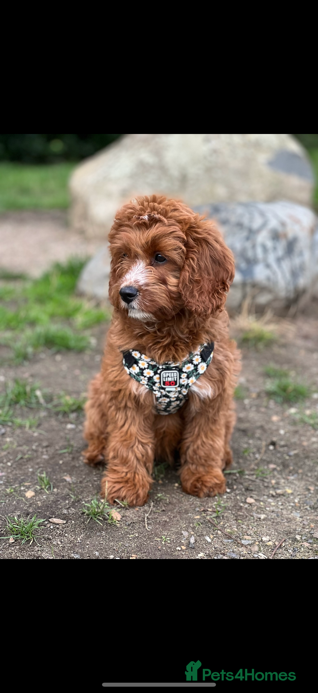 Cavapoo dogs for sale: Cavapoo F1b puppies due in December - Image 14