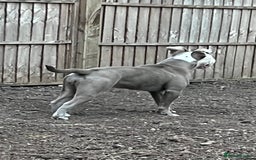 Dorset Olde Tyme Bulldogge dogs for sale: NEBBR 7 month lilac tri olde english bulldogge - Image 2