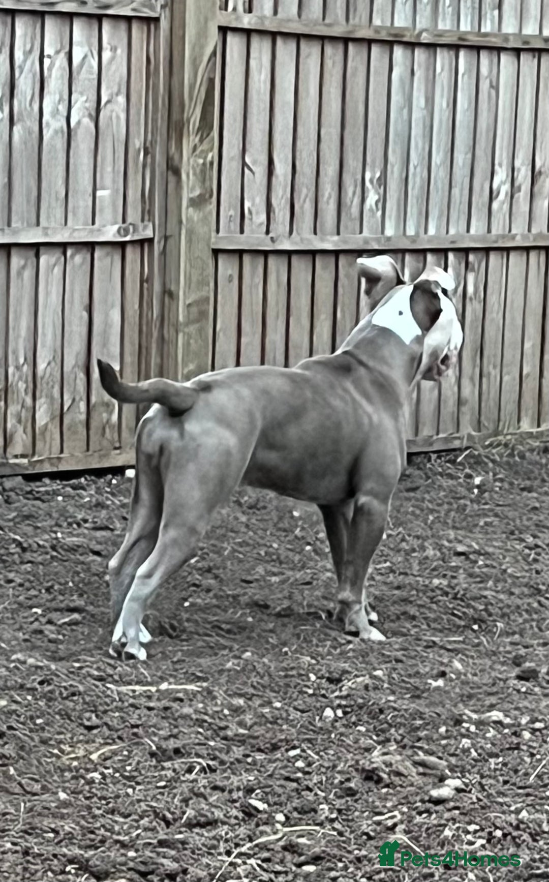 Dorset Olde Tyme Bulldogge dogs for sale: NEBBR 7 month lilac tri olde english bulldogge - Image 2