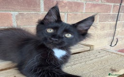 Maine Coon cats for sale: Purr Machines Ready Now - GCCF Reg Maine Coons - Image 14