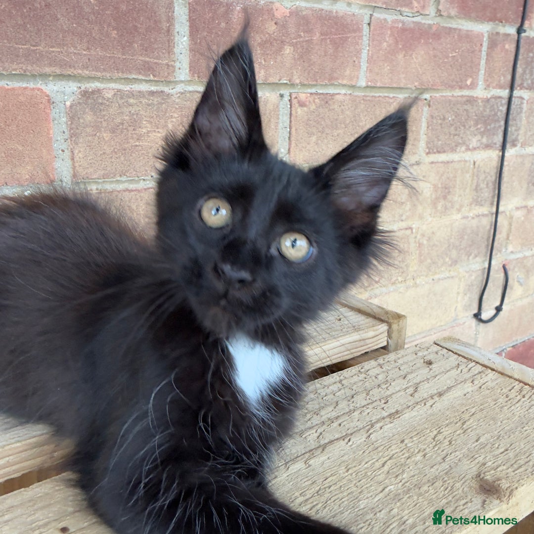 Maine Coon cats for sale: Purr Machines Ready Now - GCCF Reg Maine Coons - Image 14