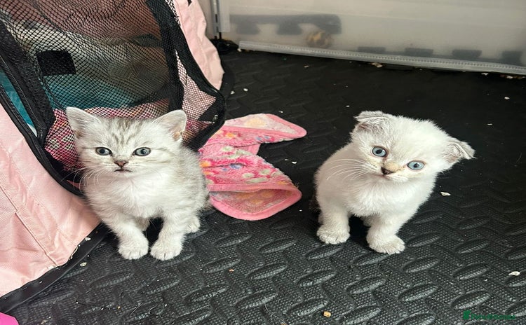 Scottish Fold cats - Advert 2