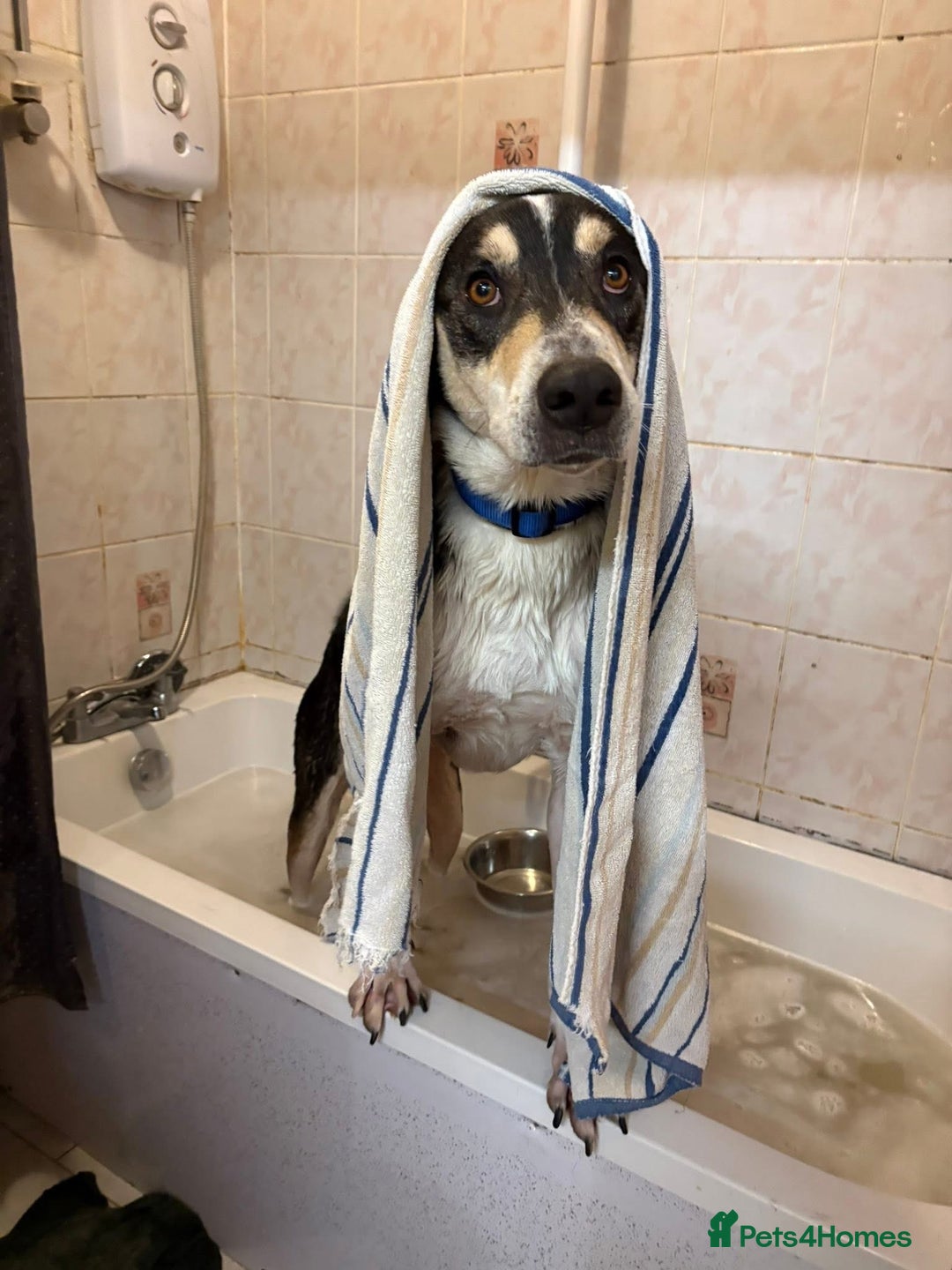 Mixed Breed dogs for adoption: Lucky - Norwich Norfolk  - Advert 2