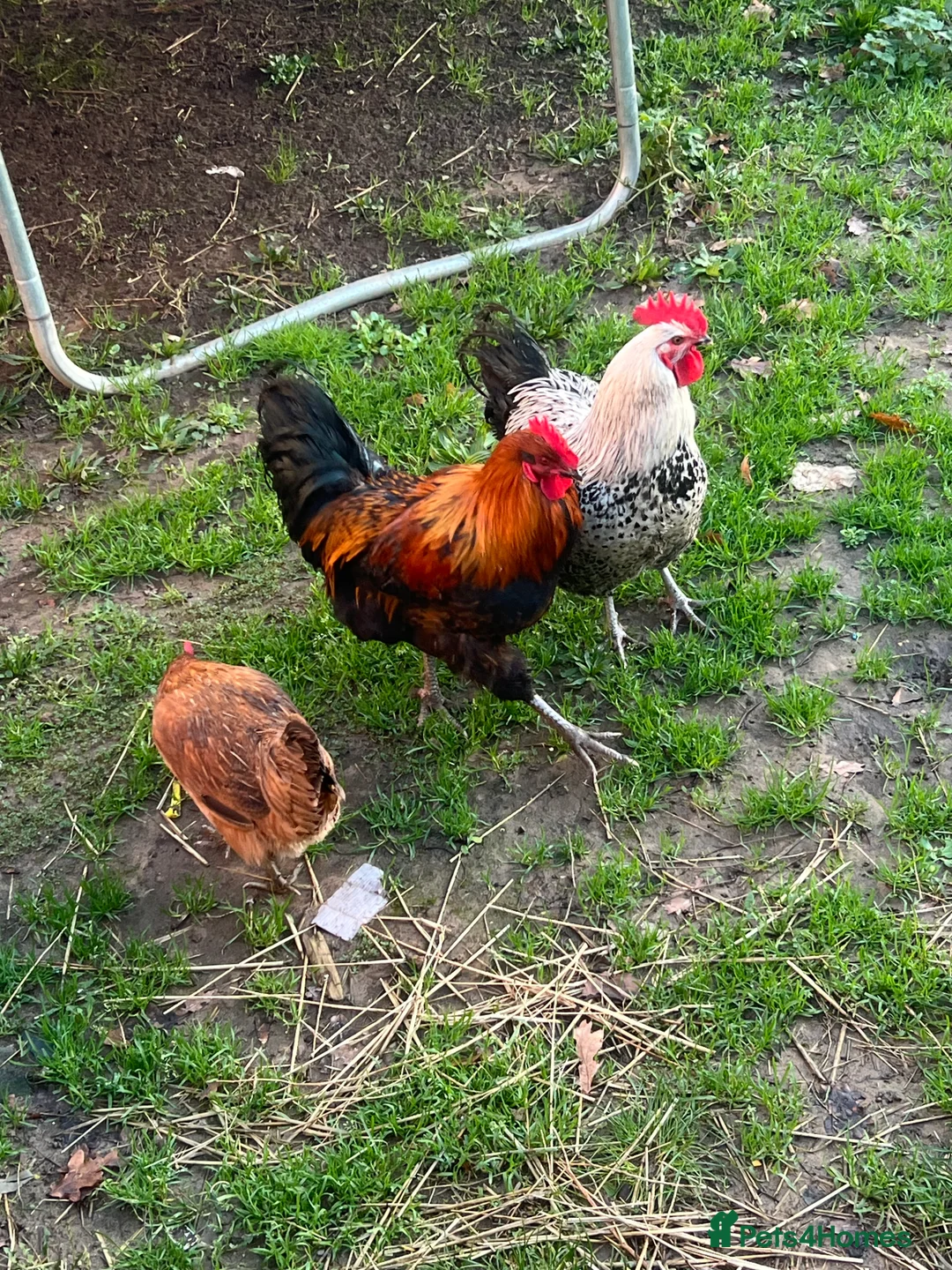 Chickens poultry for sale: Beautiful Homegrown Laying Hen 🐔 - Advert 5