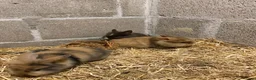 Mini Lion Lop rabbits for sale: Lion lops - Advert 10