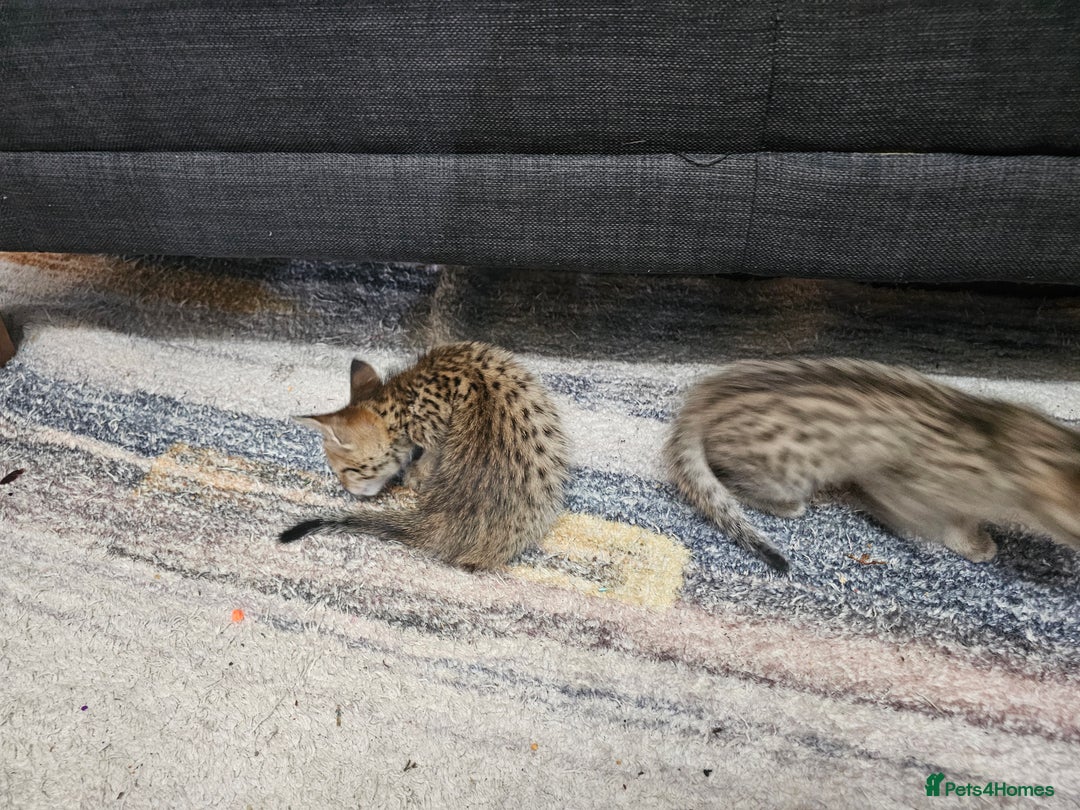 Savannah cats for sale: Gorgeous F4 Savannah Kittens - Advert 5