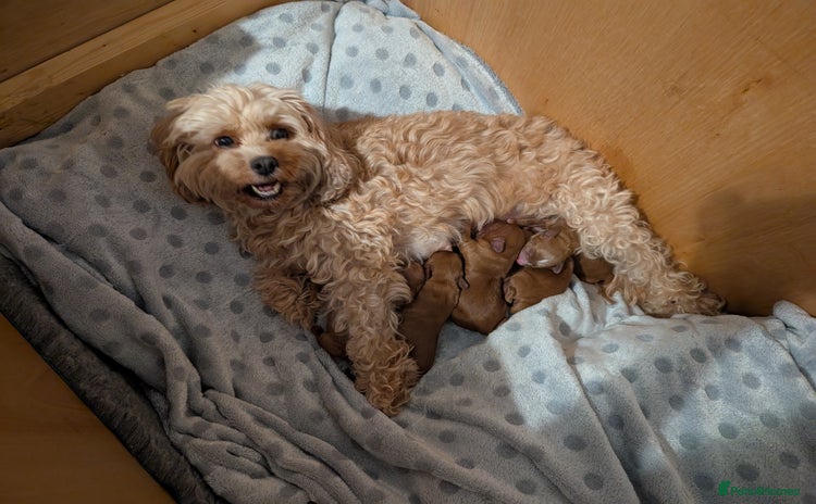 Cavapoo dogs - Advert 9