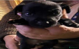 Patterdale Terrier dogs for sale: Patterdale puppies, good strong pups, home bred. - Image 15