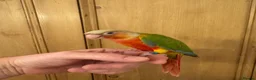Conures birds for sale: Hand Reared Conures For Sale - Advert 12