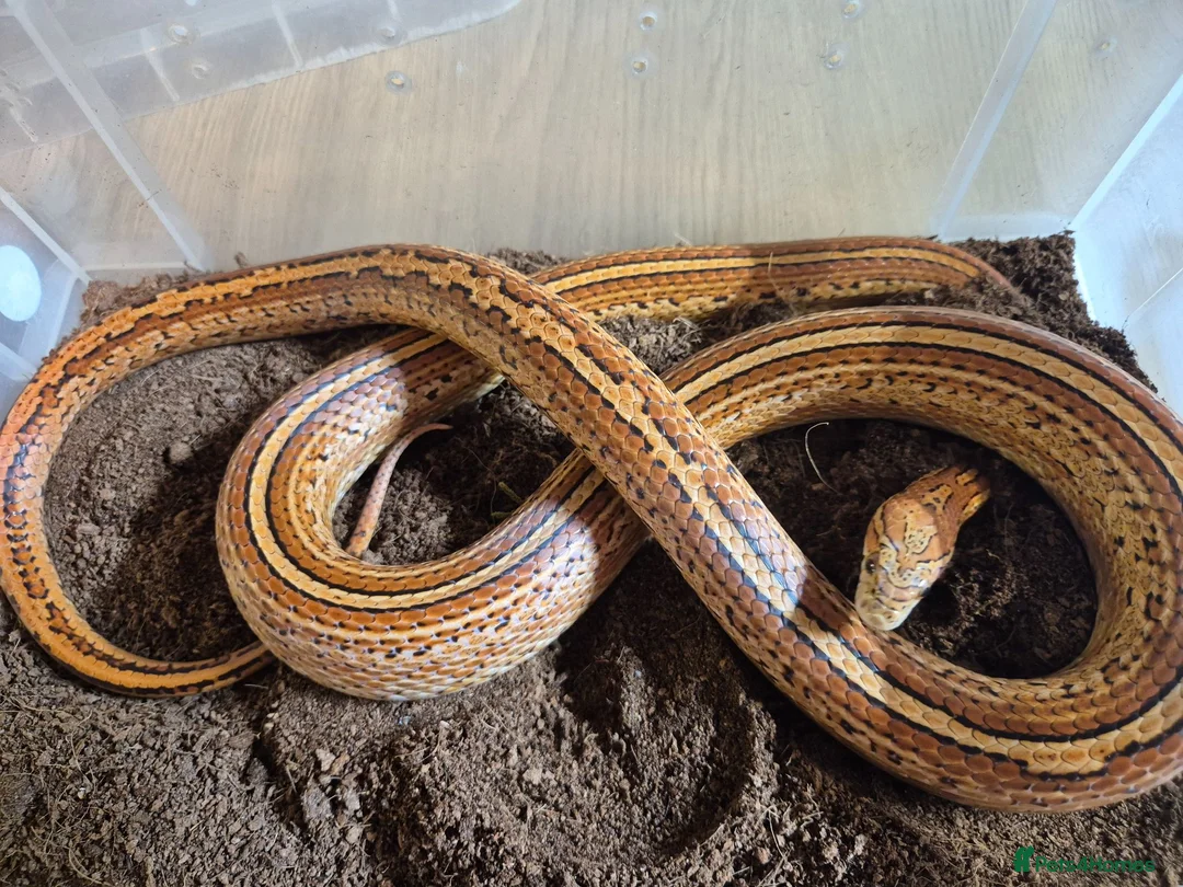 Corn Snake reptiles for sale: 5 Corn Snakes ready to leave  in Wisbech - Advert 1