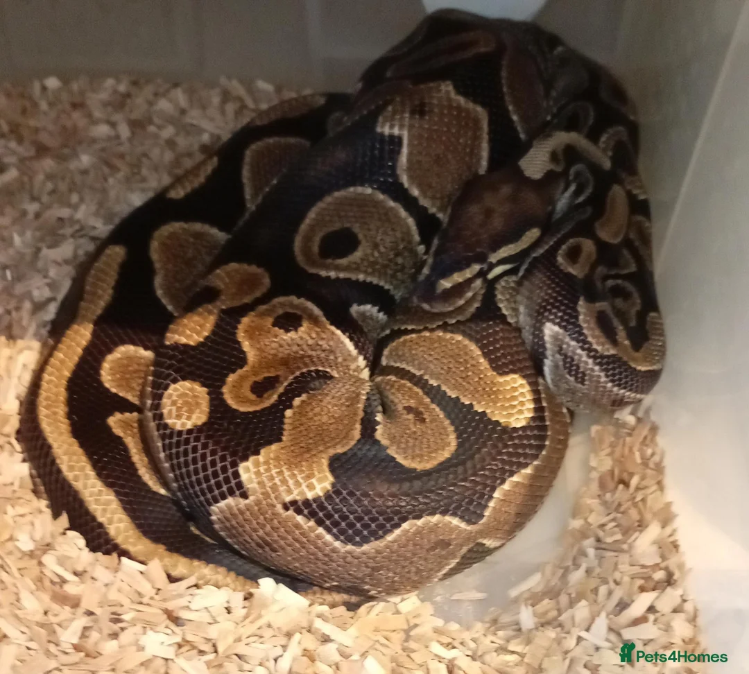 Python Snake reptiles for sale: Ball pythons - Advert 9