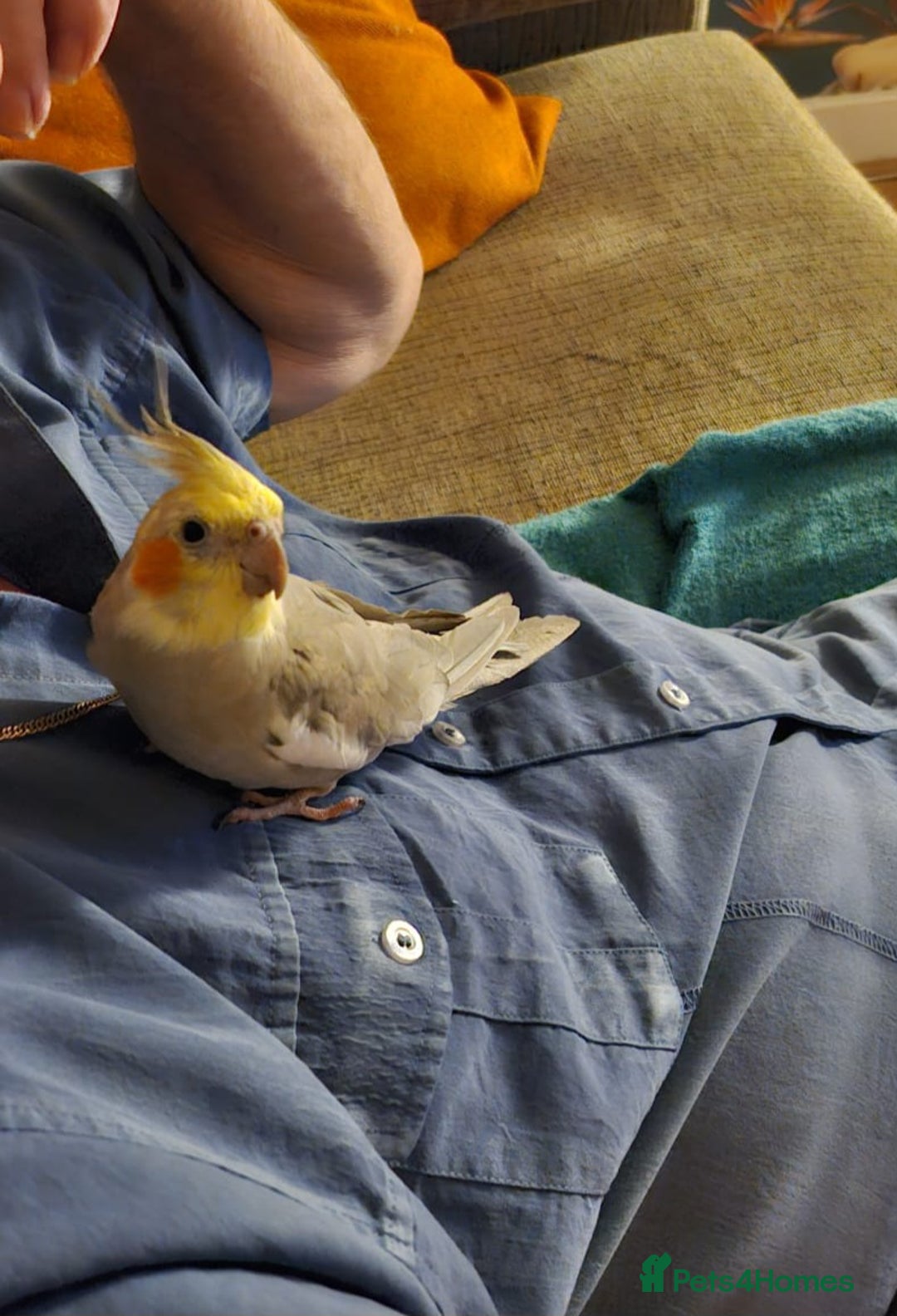 Cockatiels birds for sale: Female cockatiel - Advert 1