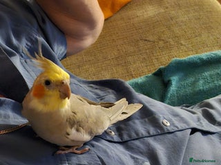 Cockatiels birds Female cockatiel - Advert 2