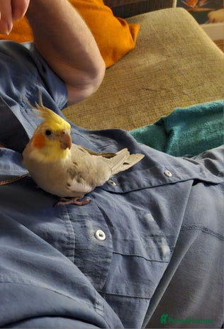 Cockatiels birds Female cockatiel - Advert 2