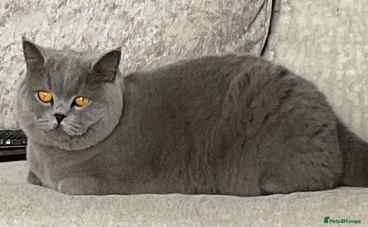 British Shorthair cats - Advert 1