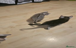 Bengal cats for sale: Rare Bengal babies - Advert 4