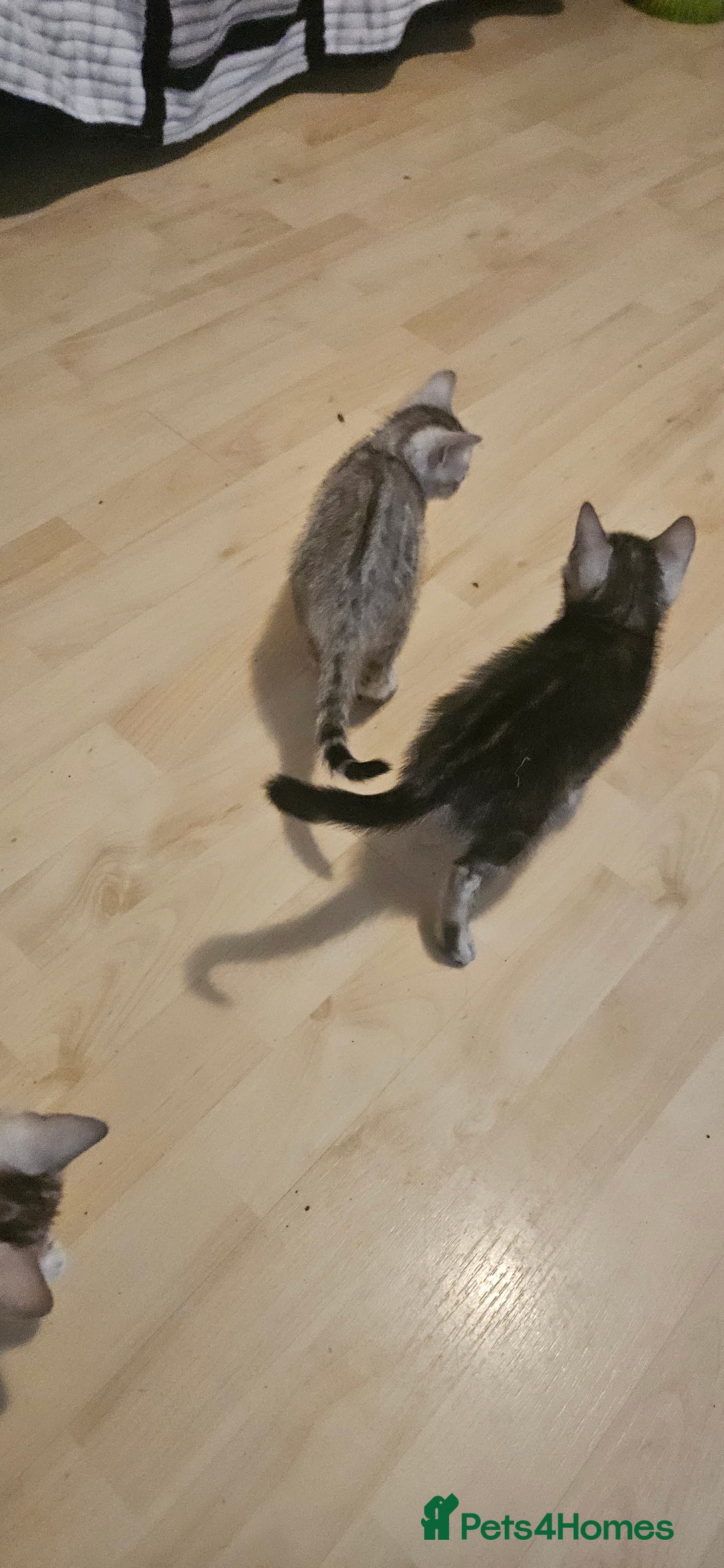 Bengal cats for sale: Rare Bengal babies - Advert 4