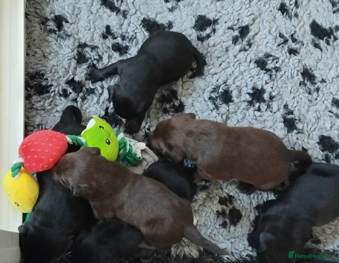Labrador Retriever dogs for sale: Quality Labrador pups. Health tested parents - Advert 1