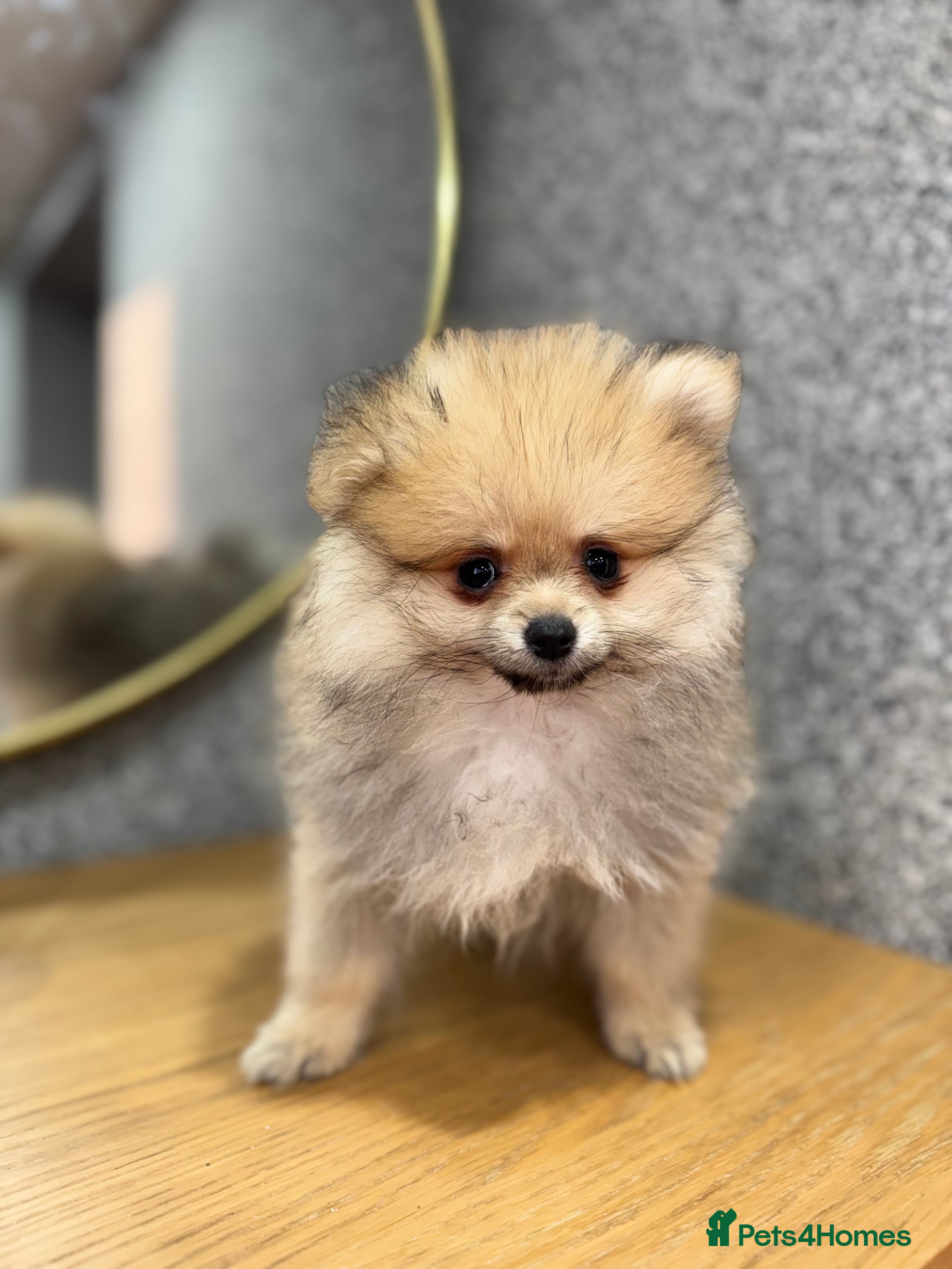 Pomeranian dogs Kc Registered last boy,ready to go! - Advert 6