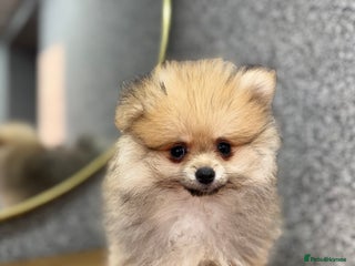 Pomeranian dogs Kc Registered last boy,ready to go! - Advert 9