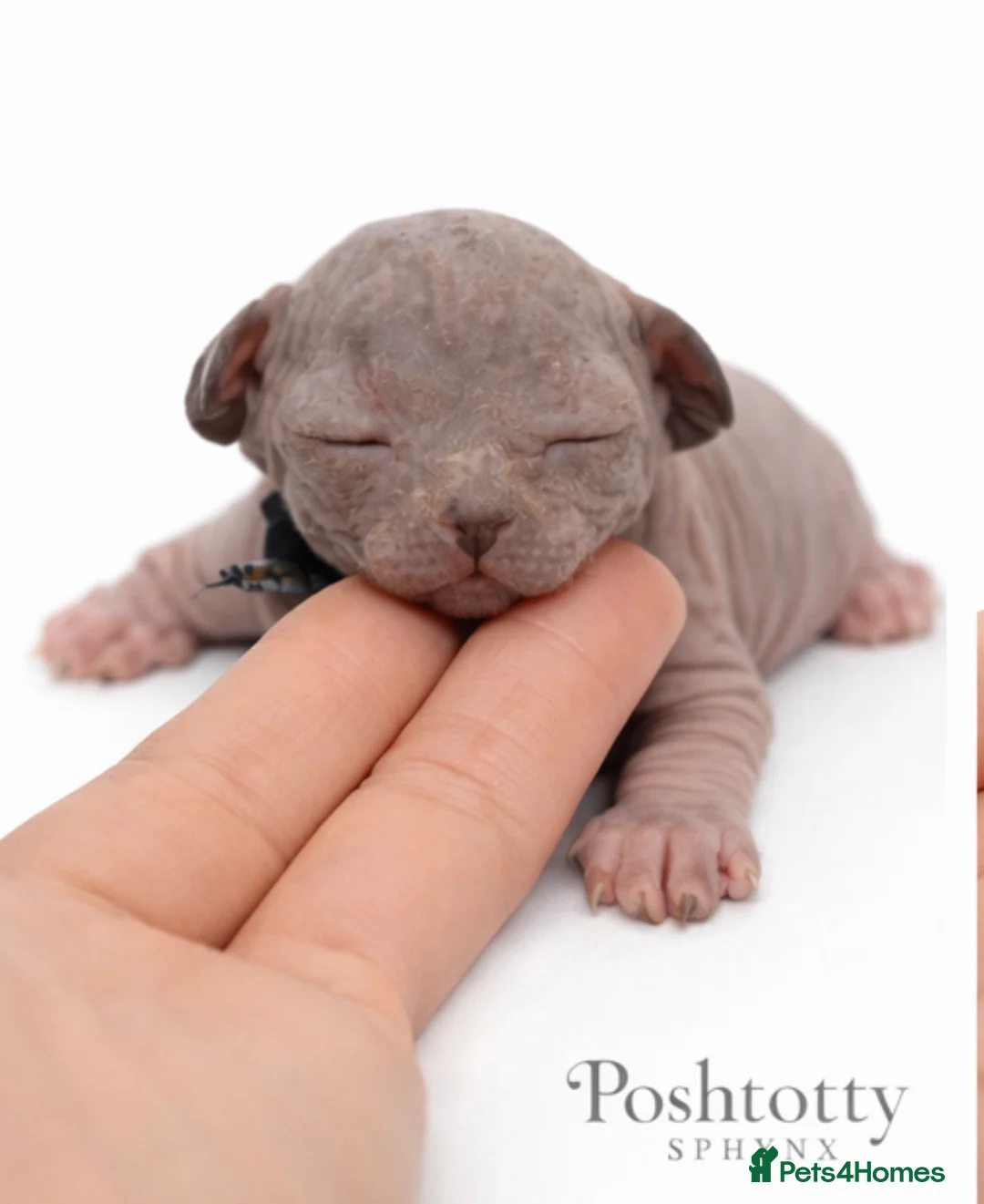 Sphynx cats for sale: Poshtotty Sphynx  - Advert 2