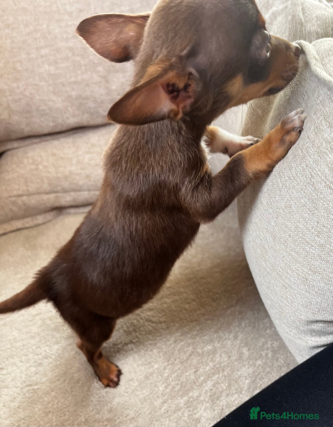 Mixed Breed dogs for sale: Adorable Dachshund x Pomchi Puppies - Image 22