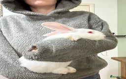 Californian rabbits for sale: Californian Does and Bucks ready now - Image 7