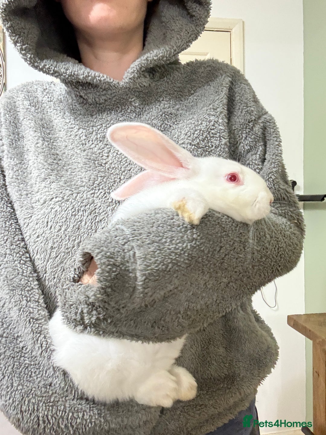 Californian rabbits for sale: Californian Does and Bucks ready now - Image 7