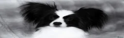 Papillon dogs for sale: HEALTH TESTED Papillon & Phalene  - Advert 16