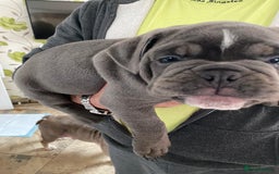 Olde English Bulldogge dogs for sale: 2 male gorgeous Ild English Bulldogs - Image 8