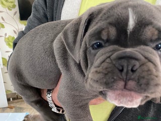 Olde English Bulldogge dogs 2 male gorgeous olde English Bulldogs - Advert 5