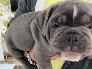 Olde English Bulldogge dogs gorgeous blue olde English Bulldog - Advert 3