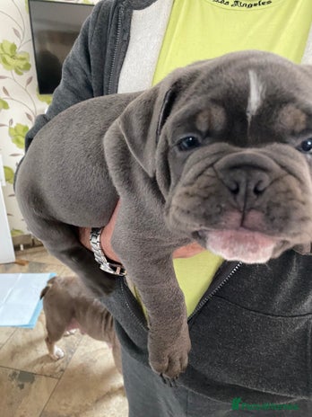 Olde English Bulldogge dogs 2 male gorgeous olde English Bulldogs - Advert 2